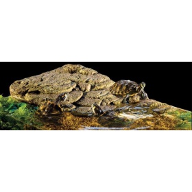 EXO TERRA Insel für Schildkröten - 29,8x17,8 cm