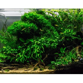 ADA Colorado sand 8kg i akvariet