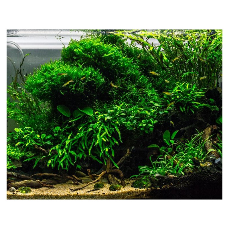 ADA Colorado sand 8kg i akvariet