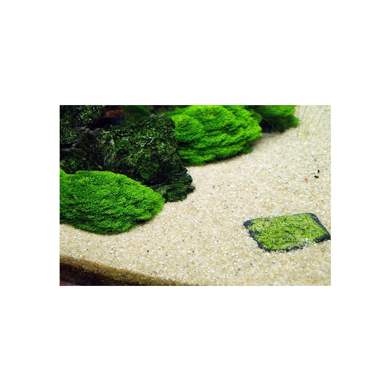 ADA Riccia Stones - Pierre pour aquariums