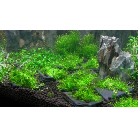 ADA Riccia Stones - Pierre pour aquariums