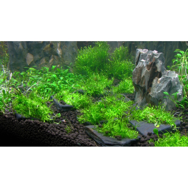 ADA Riccia Stones - Pierre pour aquariums