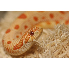 Repti-Zoo Aspen Snake Bedding 500 g - Naturmaterial