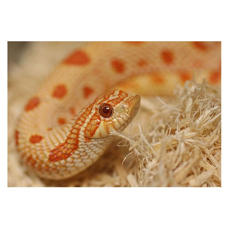 Repti-Zoo Aspen Snake Bedding 500g