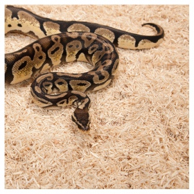 Repti-Zoo Aspen Snake Bedding