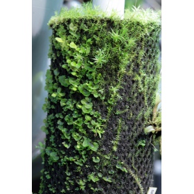 Wacool Planta de Floresta Tropical Hydrolon