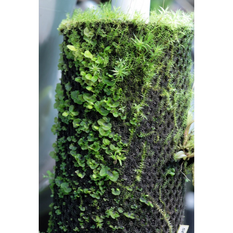 Wacool Planta de Floresta Tropical Hydrolon