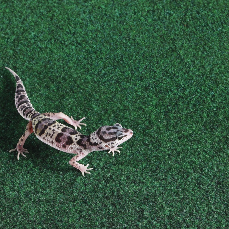 Komodo Reptile Carpet 120x60cm