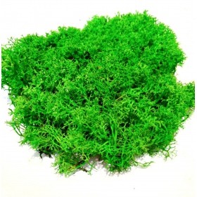 Light Green Secret Live Moss 5g