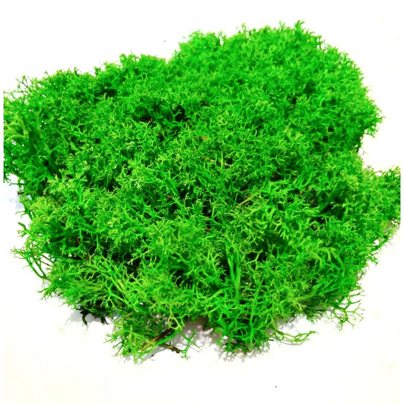 Light Green Secret Live Moss 5g