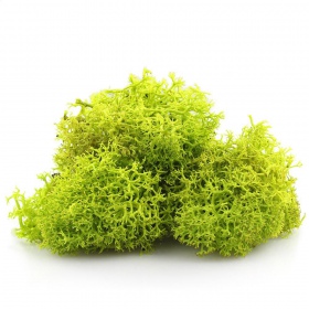 Light Green Secret Live Moss 5g