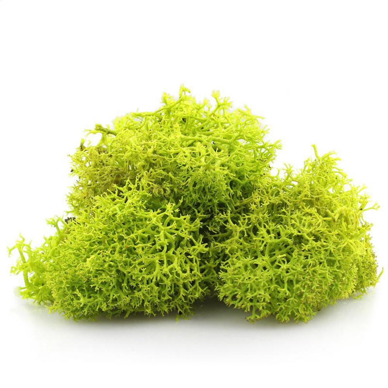 Light Green Secret Live Moss 5g