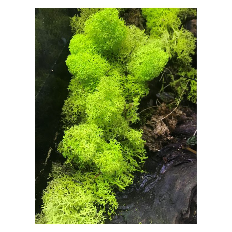 Light Green Secret Live Moss 5g