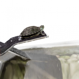 Rampe et île pour tortues L - Repti-Zoo