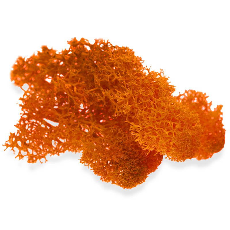 Secret Live Moss - Deep Orange