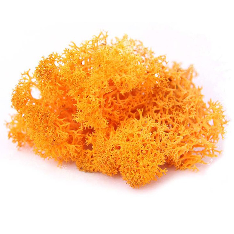 Secret Live Moss - Deep Orange