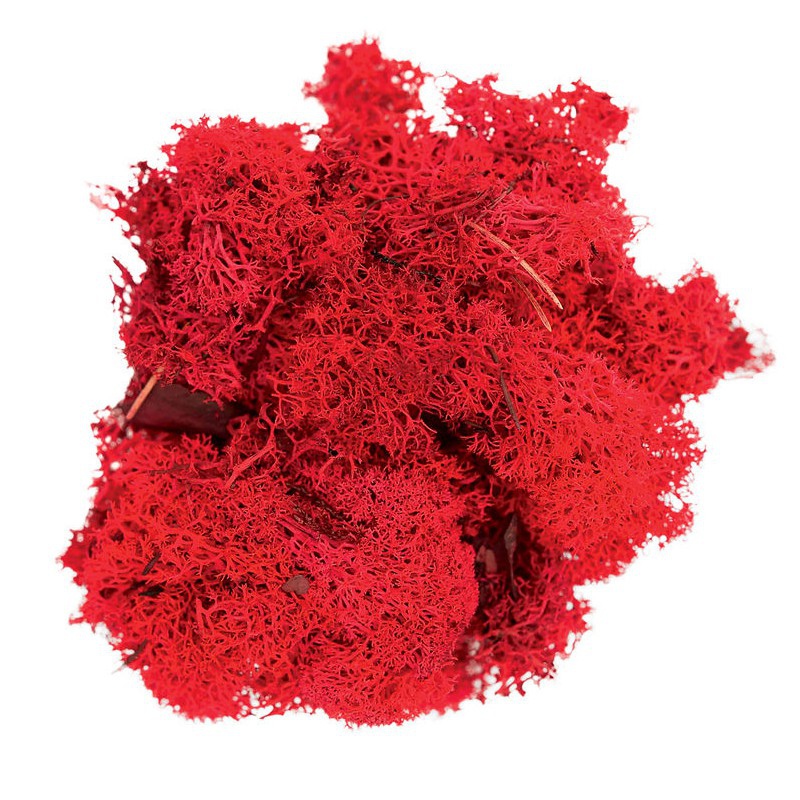 Secret Live Moss Blood Red - Levande Mossa 5g