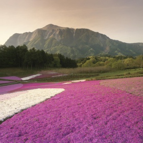 Porzione di Muschio Vivo Lavender Violet