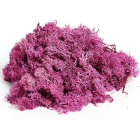 Moss Lavender Violet Secreto - 5g