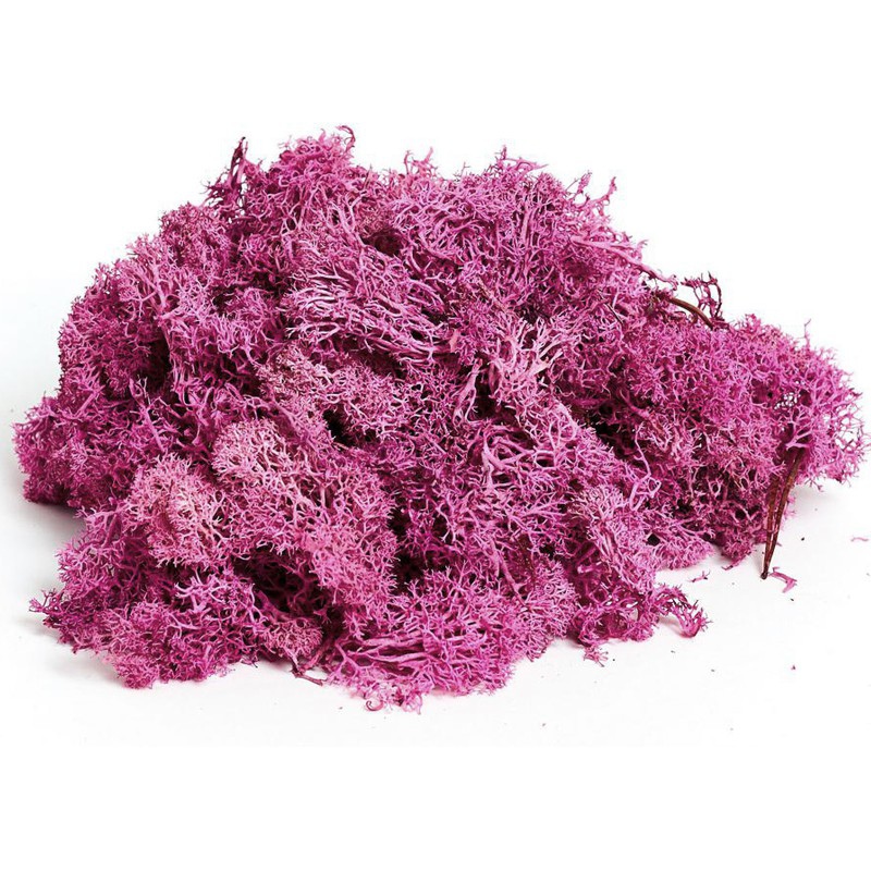 Moss Lavender Violet Secreto - 5g