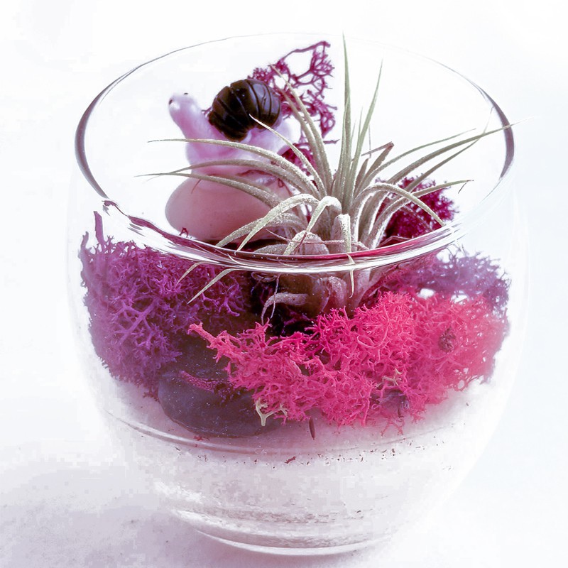 Moss Lavender Violet Secreto - 5g