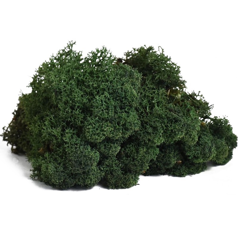 Secret Live Moss 100g fargeblanding