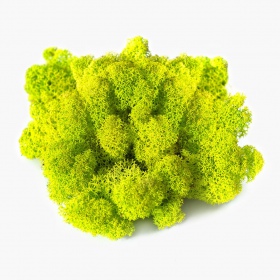 Secret Live Moss Kleurmix 100g