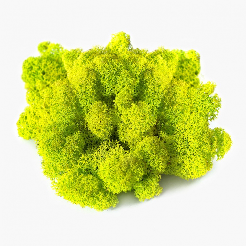 Secret Live Moss 100g fargeblanding