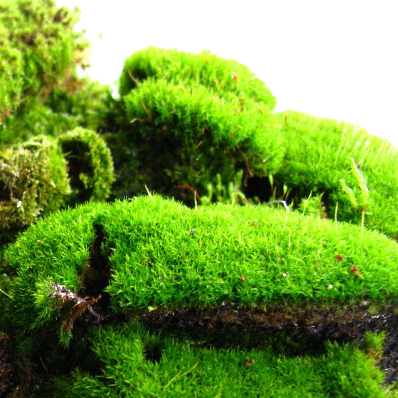 Muschio Silenzioso della Foresta