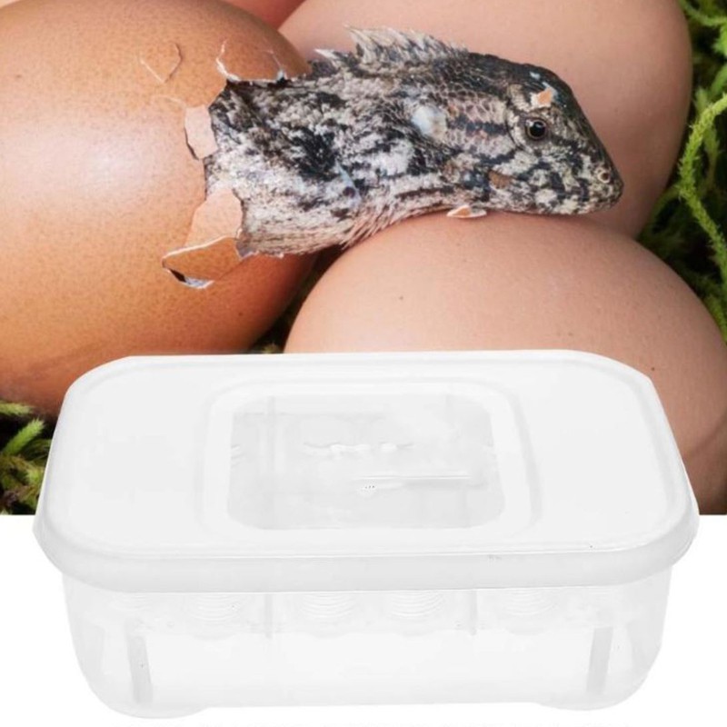 Incubatore Terrario EggIncubator per uova