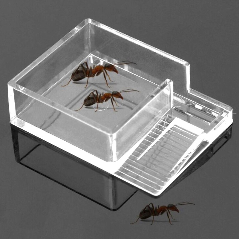 Ant Expert Ant Feeder