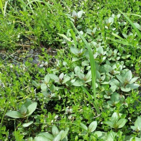 Staurogyne Porto Vehlo plant in grote beker