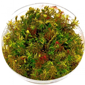 Eco Plant - Rotala Wallichii в маленькому стакані