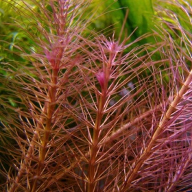 Rotala Wallichii - InVitro kleine beker