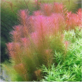 Rotala Wallichii - krásná akvarijní rostlina