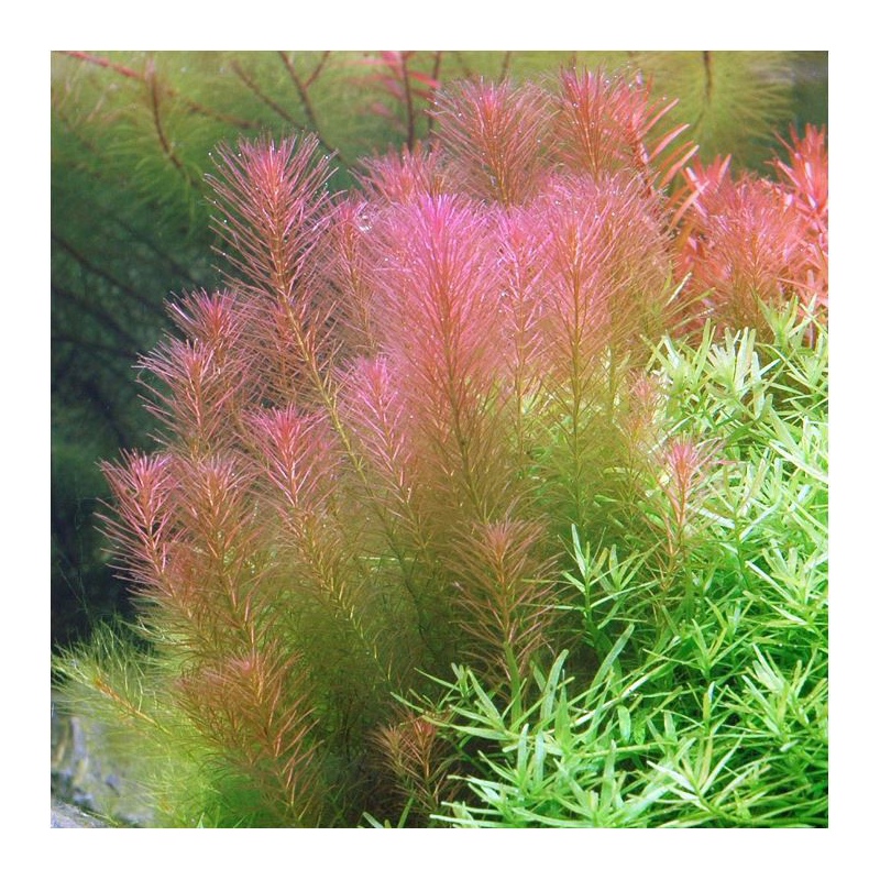 Rotala Wallichii - krásná akvarijní rostlina