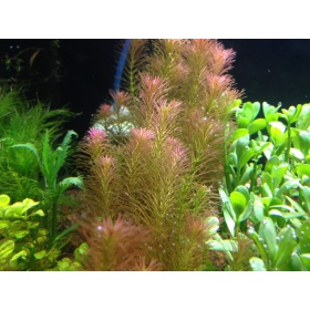 Rotala Wallichii - krásná akvarijní rostlina