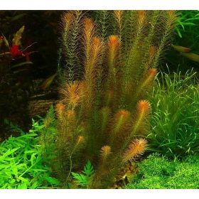 Rotala Wallichii - InVitro kleine beker