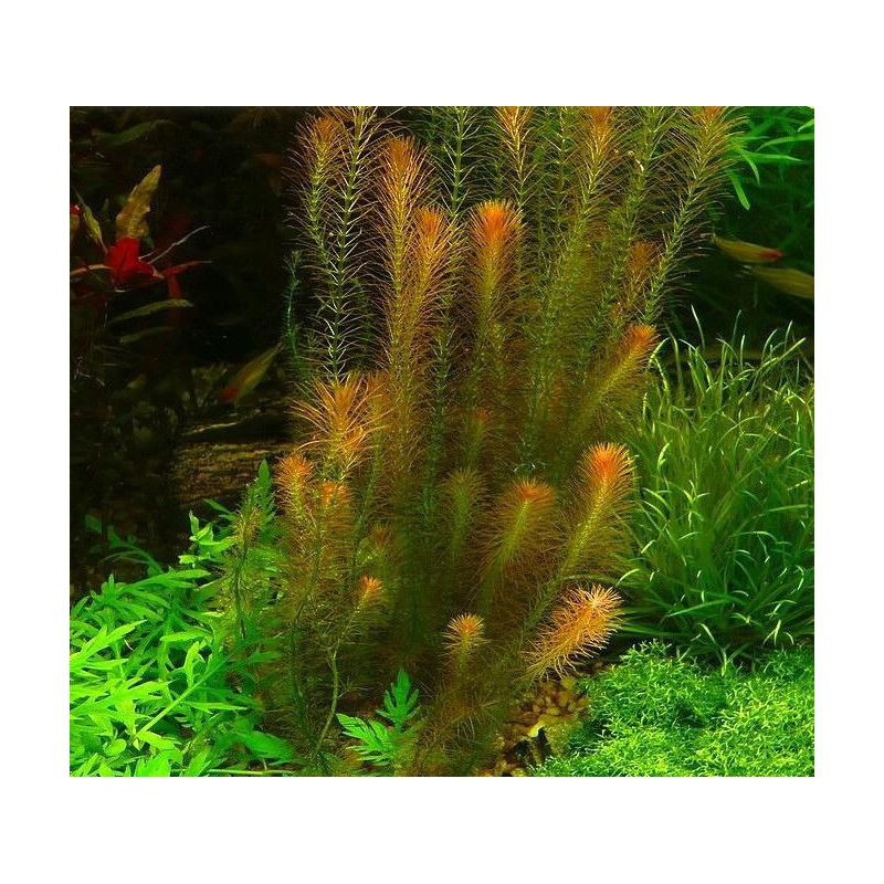 Rotala Wallichii - InVitro kleine beker