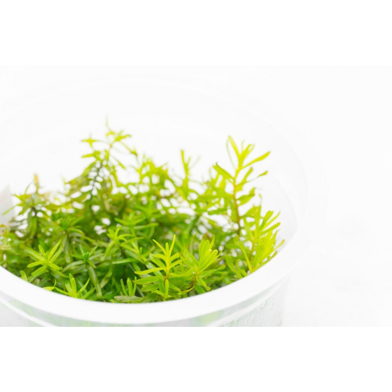 Rotala Nanjenshan en InVitro pequeña