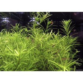 Rotala Nanjenshan in contenitore