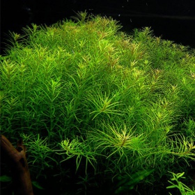 Rotala Nanjenshan InVitro kleine beker