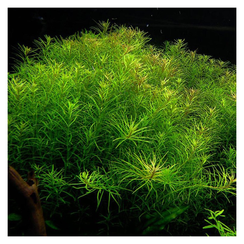 Eco Plant - Rotala Nanjenshan