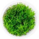 Eco Plant - Rotala Nanjenshan - InVitro kleiner Becher