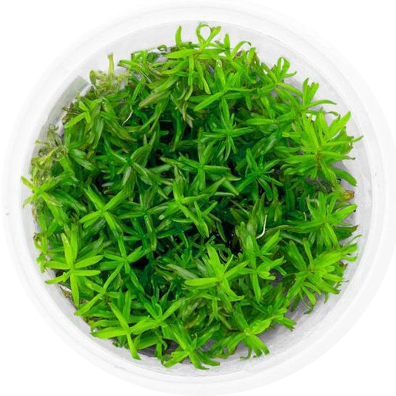 Rotala Nanjenshan en InVitro pequeña