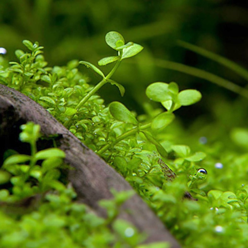 Planta Micranthemum Monte Carlo em copo