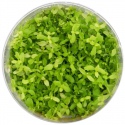 Eco Plant - Micranthemum Monte Carlo - InVitro liten kopp