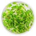 Eco Plant - Hydrocotyle Giappone - Invitro piccolo bicchiere