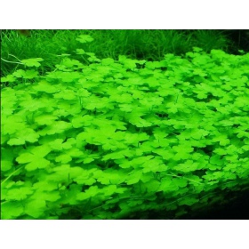 Hydrocotyle Japan - invitro kleine beker