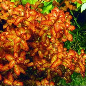 Ludwigia Guinea planta in een kleine beker